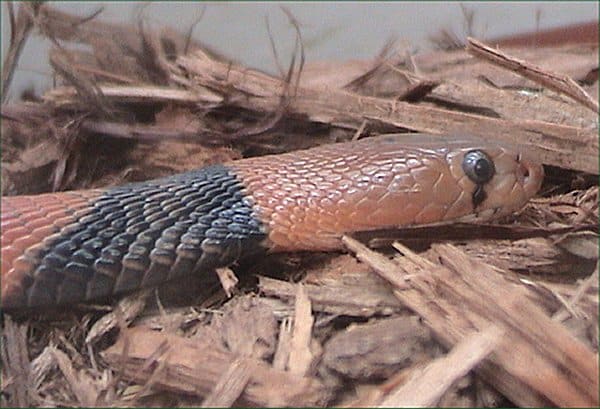 naja pallida naja pallida