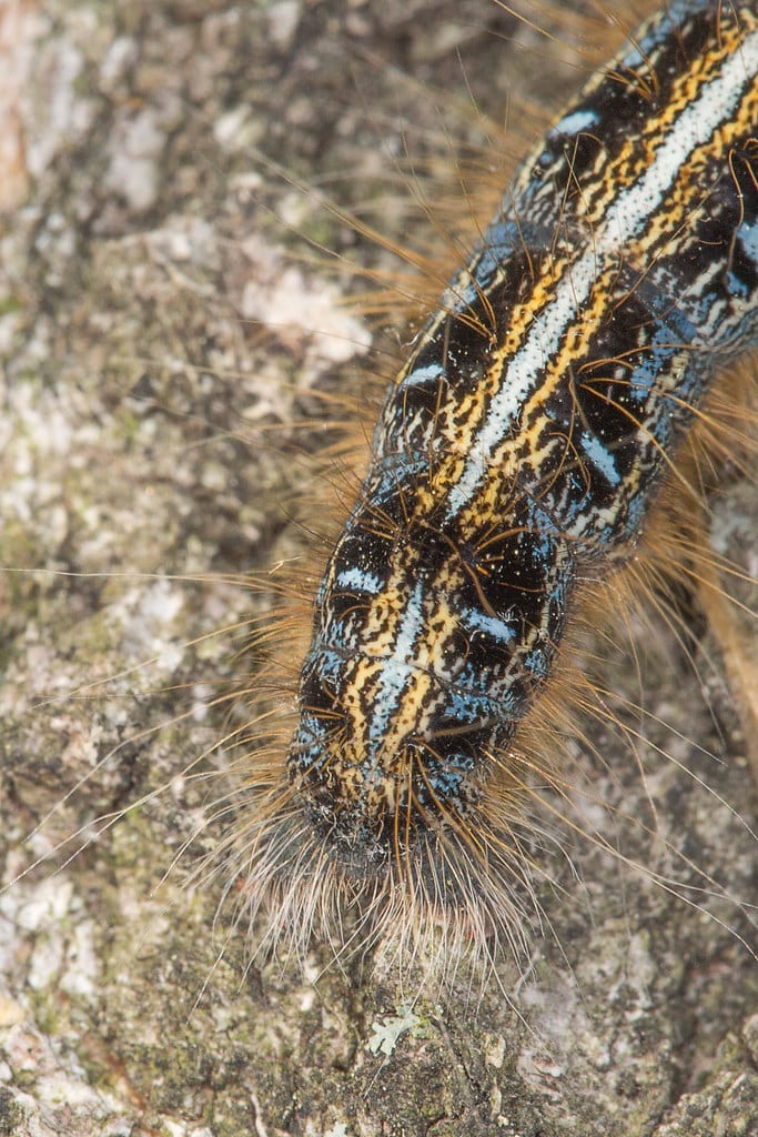 malacosoma americanum, tent caterpillar moth larva