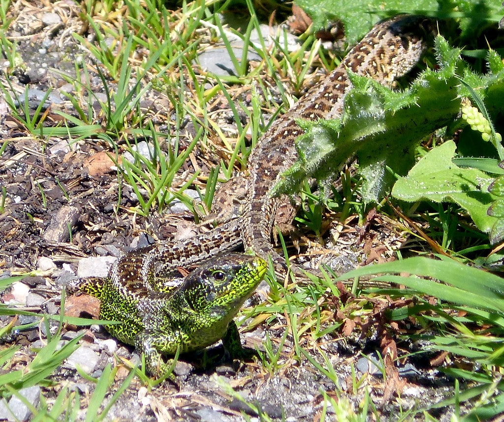 sand lizard (lacerta agilis)
