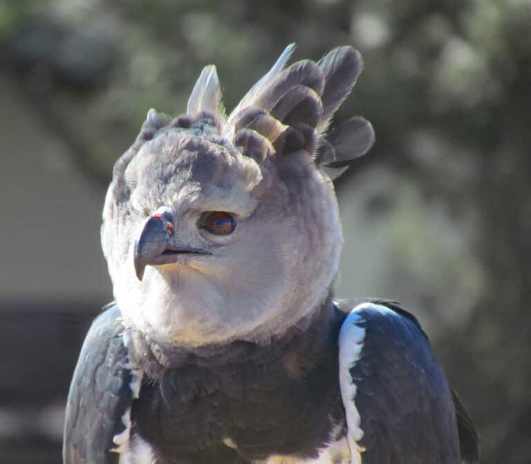 harpia harpyja falconry head 8a