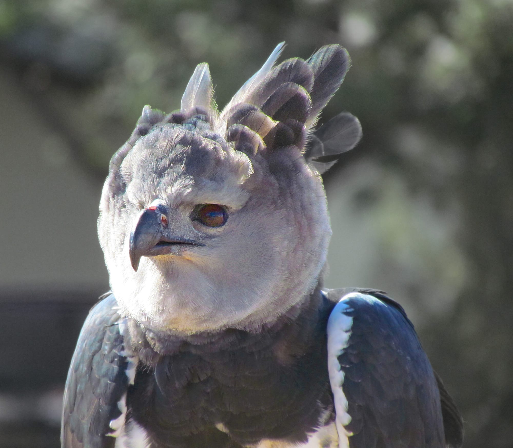 harpia harpyja falconry head 8a