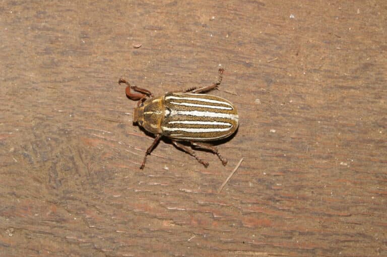 ten lined june beetle, polyphylla decemlineata (say, 1824) ten lined june beetle, polyphylla decemlineata (say, 1824)