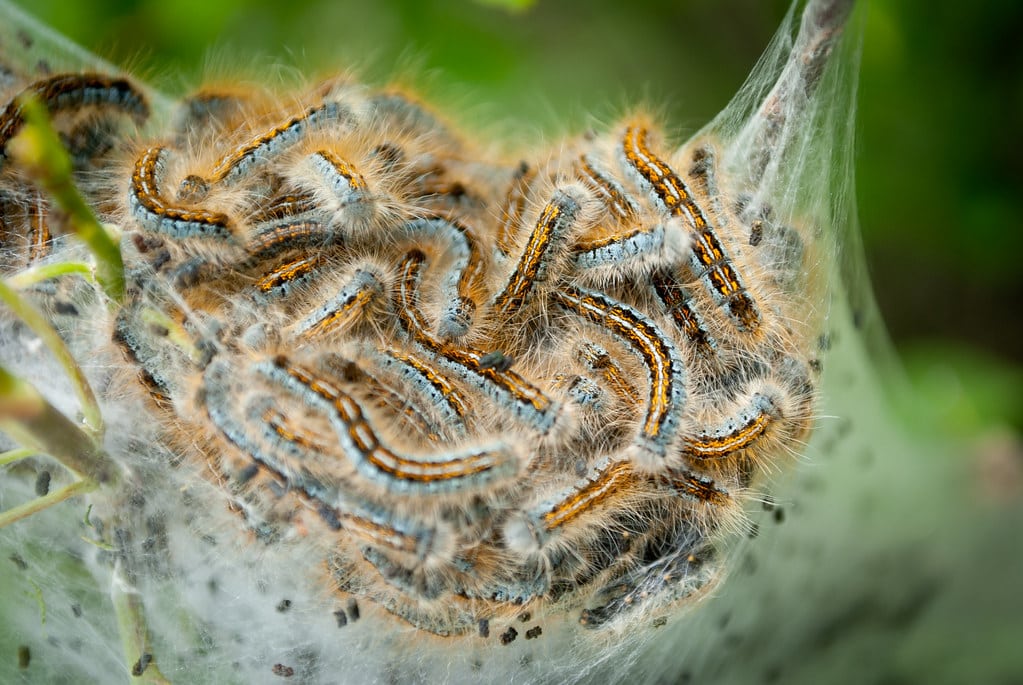 tent caterpillars