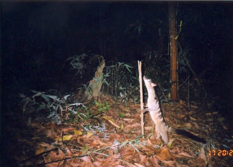 banded palm civet banded palm civet