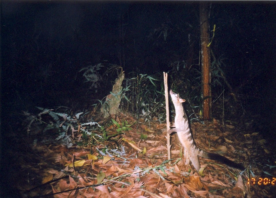 banded palm civet banded palm civet