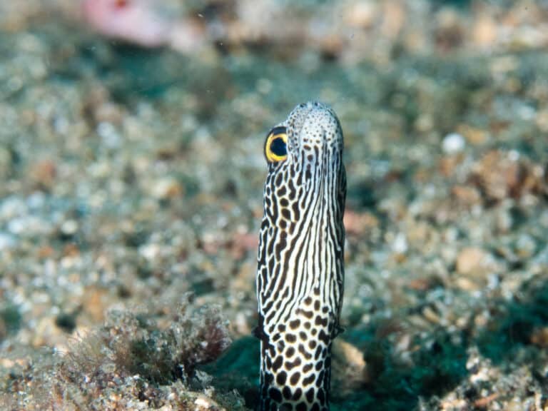 spotted garden eel (heteroconger hassi) (28487993518)