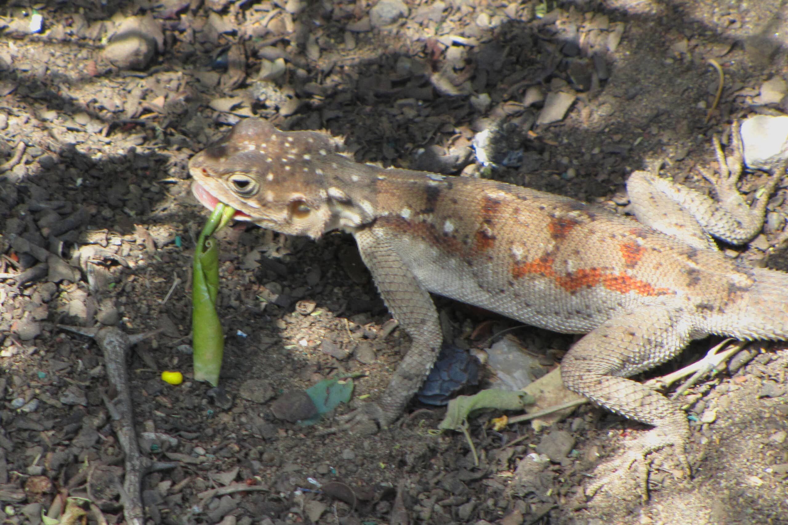 ground agama, female
