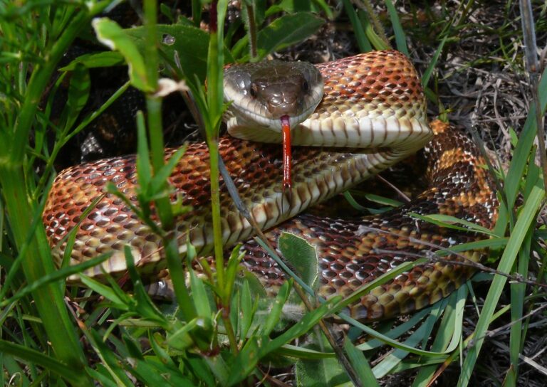 texas rat snake (pantherophis obsoletus) texas rat snake (pantherophis obsoletus)