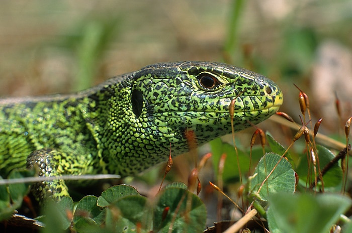 lacerta agilis 1 (marek szczepanek)