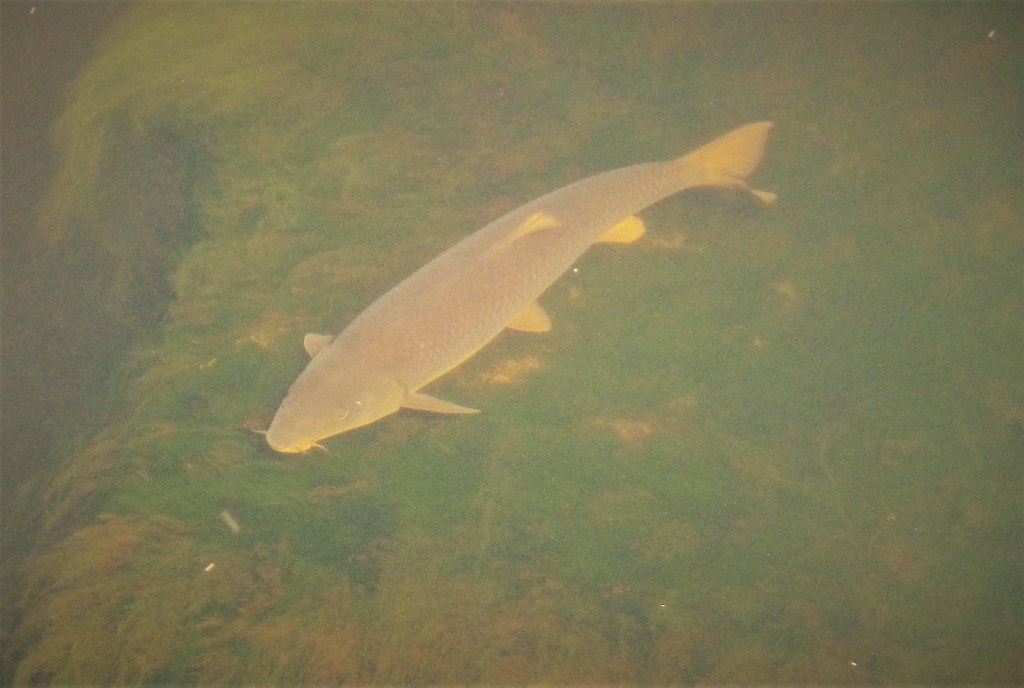 common barbel. (barbus barbus). cyprinidae.