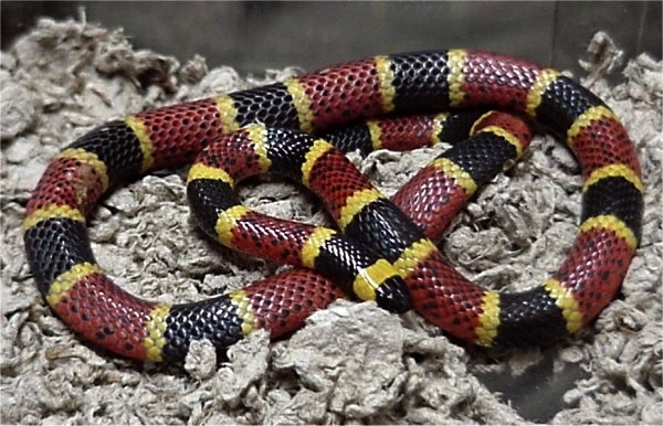 micrurus tener micrurus tener