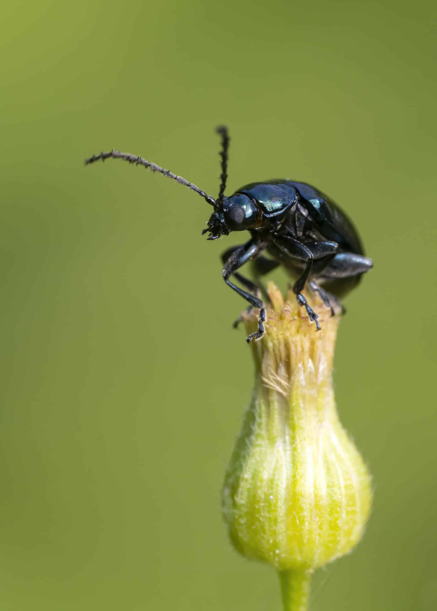 alder flea beetle alder flea beetle