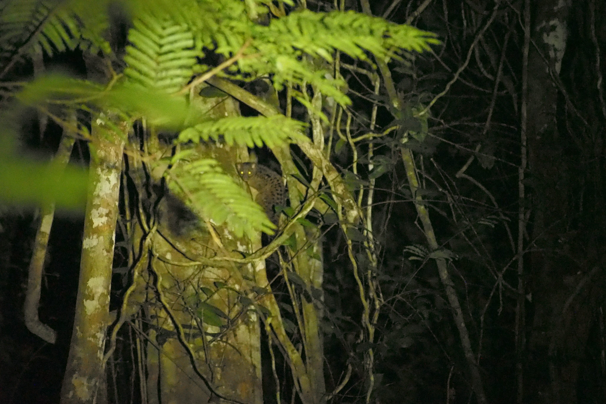 african palm civet imported from inaturalist photo 206780363 on 3 august 2024
