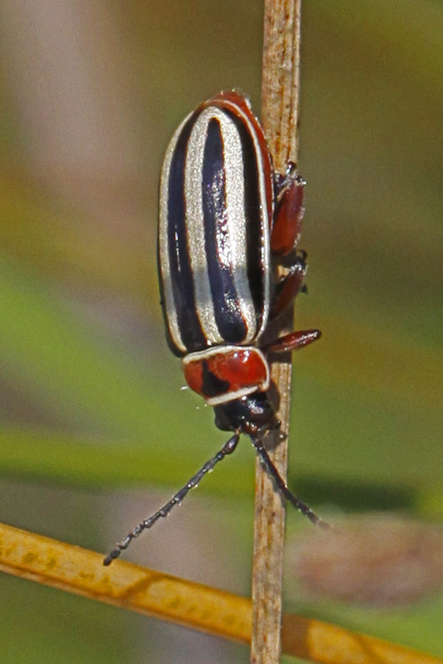 flea beetle disonycha pensylvanica, patuxent national wildlife refuge, maryland 01 flea beetle disonycha pensylvanica, patuxent national wildlife refuge, maryland 01