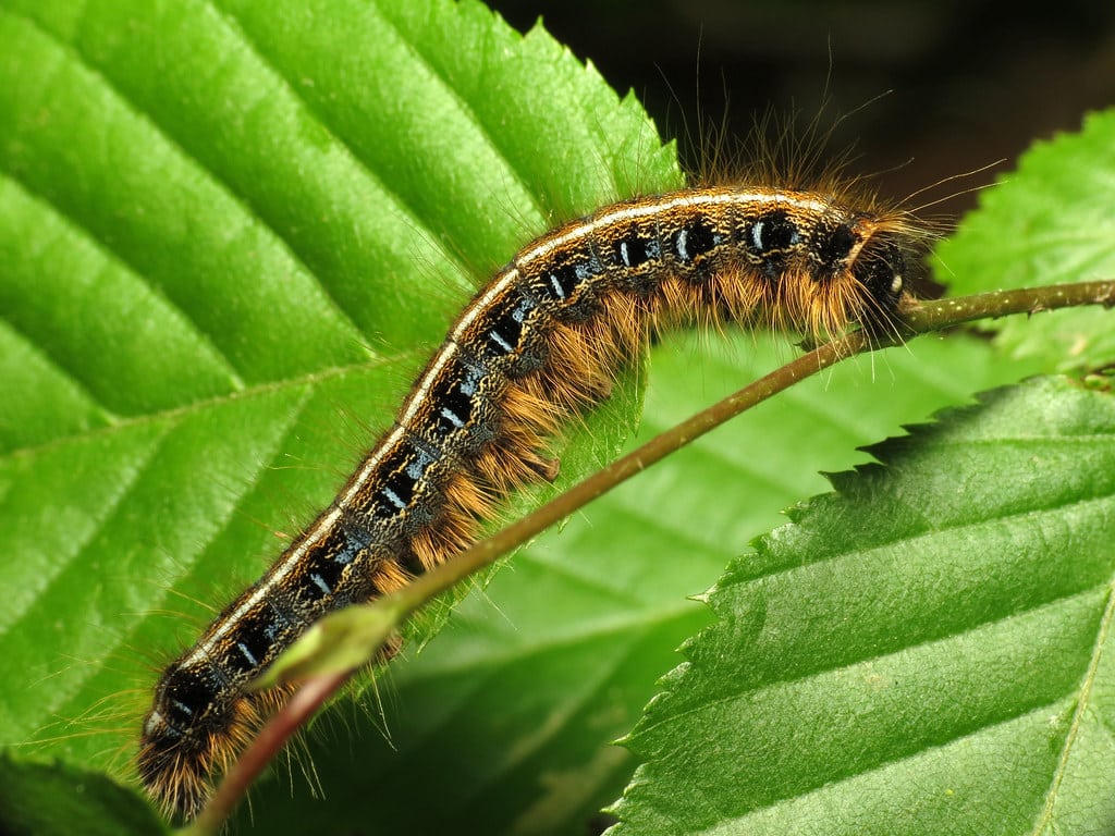 eastern tent caterpillar