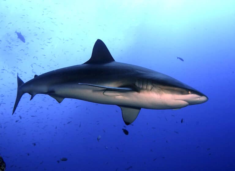 carcharhinus galapagensis revillagigedo