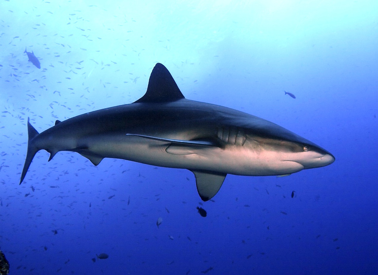carcharhinus galapagensis revillagigedo