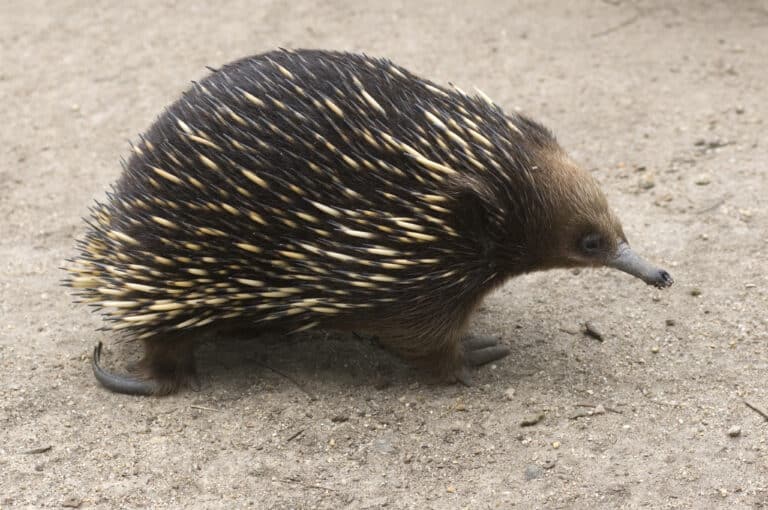 echidna in the karawatha forest radford echidna in the karawatha forest radford