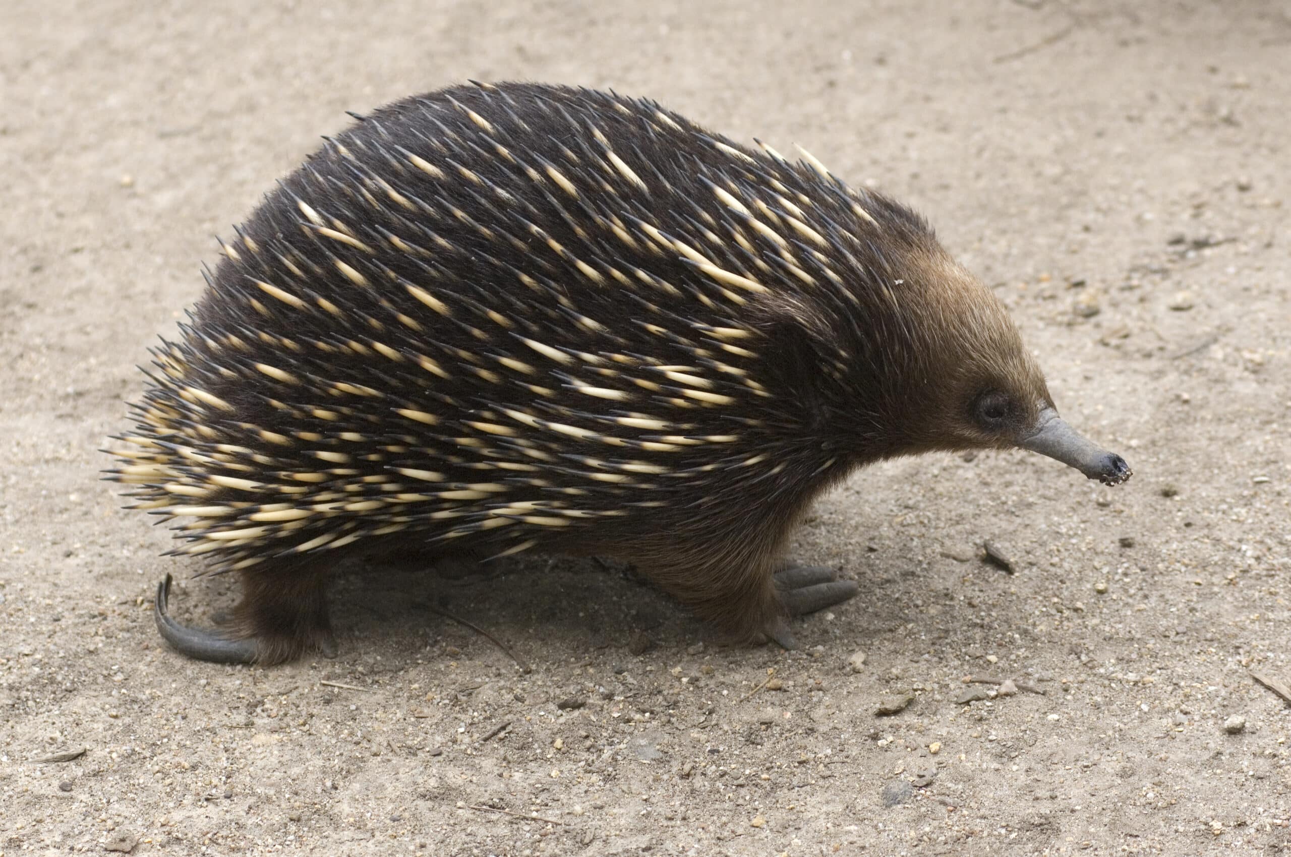 echidna in the karawatha forest radford echidna in the karawatha forest radford