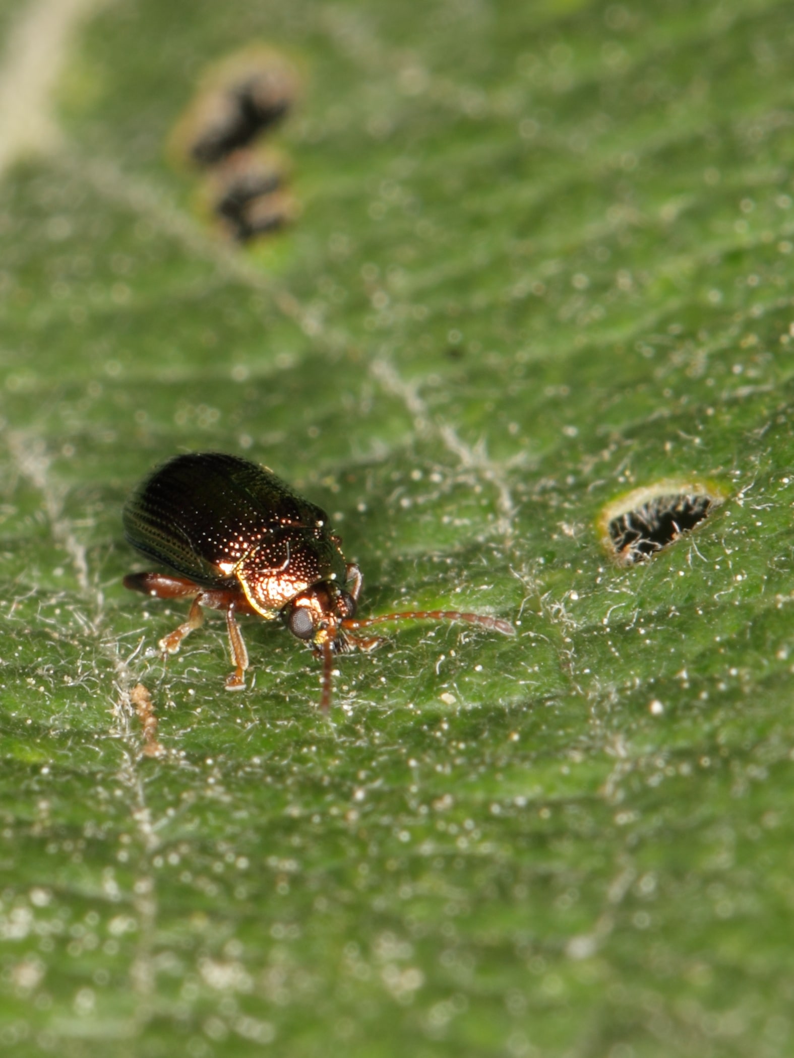 file:crepidodera flea beetle (chrysomelidae) from east germany (8073717352).jpg file:crepidodera flea beetle (chrysomelidae) from east germany (8073717352).jpg
