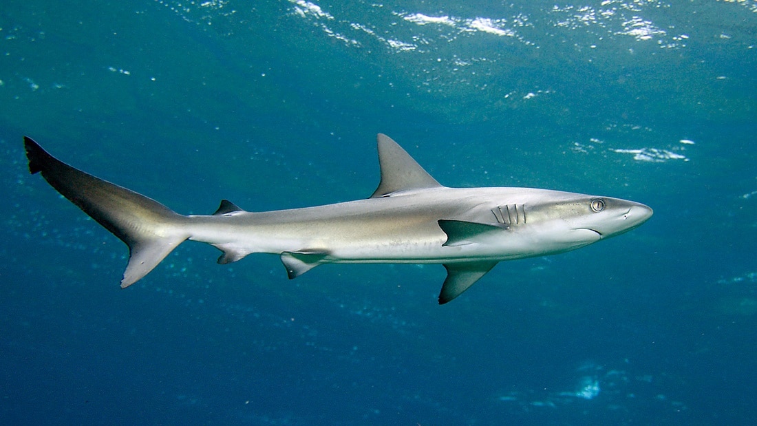 file:carcharhinus galapagensis erscotts hole2.jpg