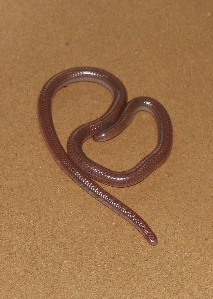 new mexico threadsnake