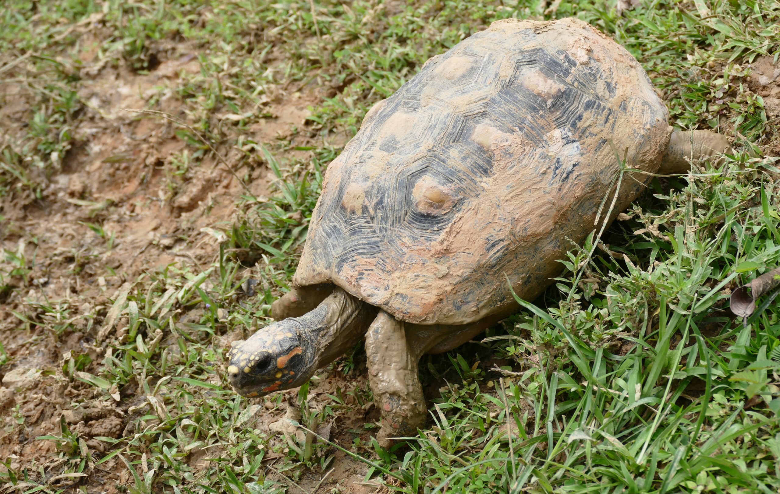 red footed tortoise (chelonoidis carbonarius) (captive specimen) (40559859141)