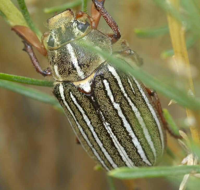 polyphylla decemlineata p1520928a polyphylla decemlineata p1520928a Ten-Lined June Beetle