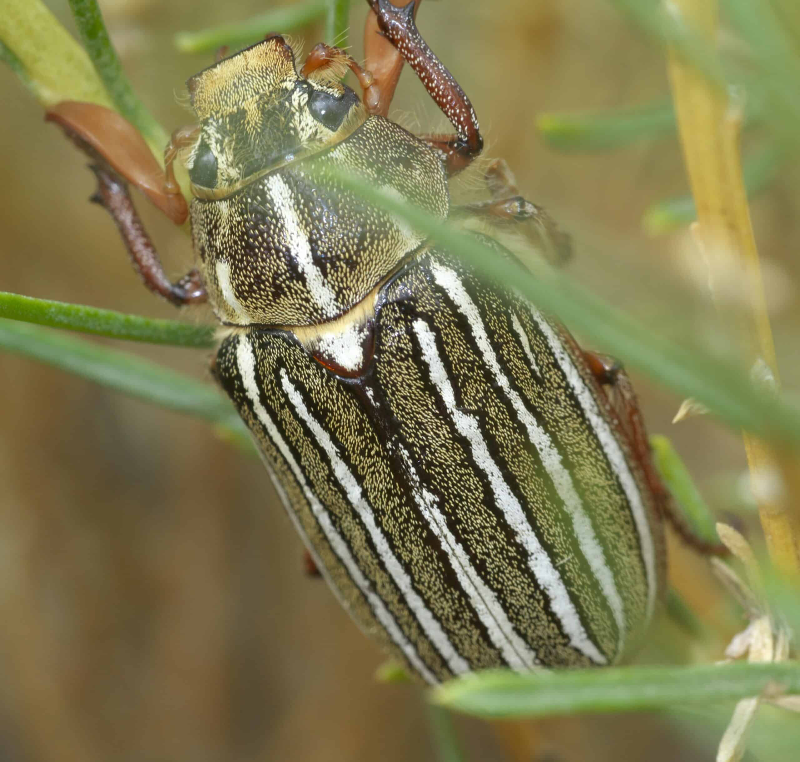 polyphylla decemlineata p1520928a polyphylla decemlineata p1520928a Ten-Lined June Beetle