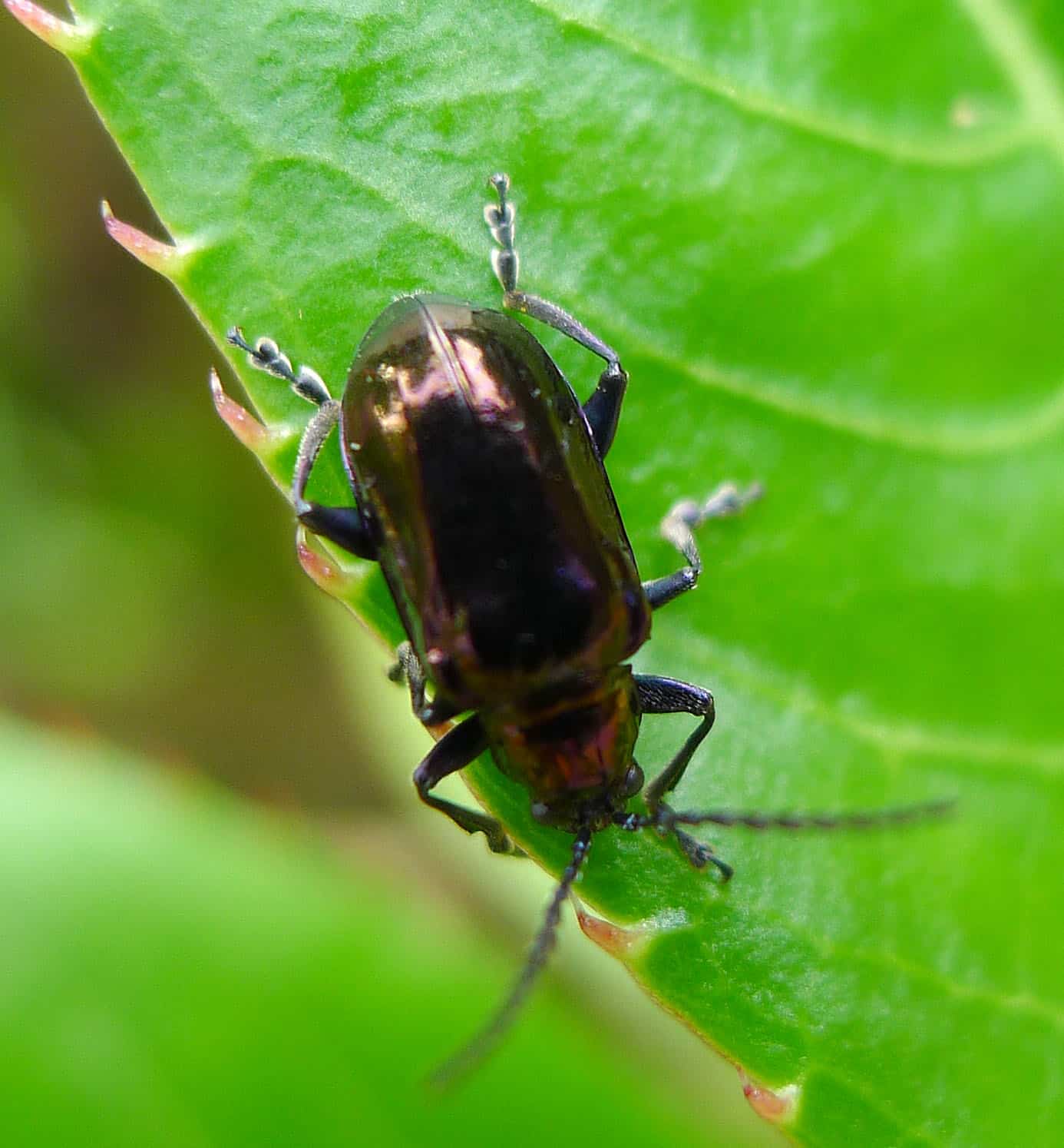file:altica species. (flea beetle). chrysomelidae flickr gailhampshire.jpg file:altica species. (flea beetle). chrysomelidae flickr gailhampshire.jpg