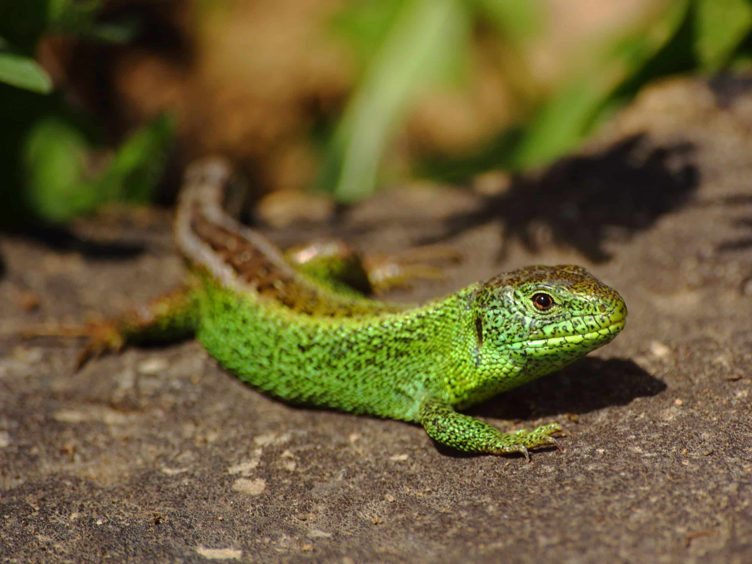 lacerta agilis male 2