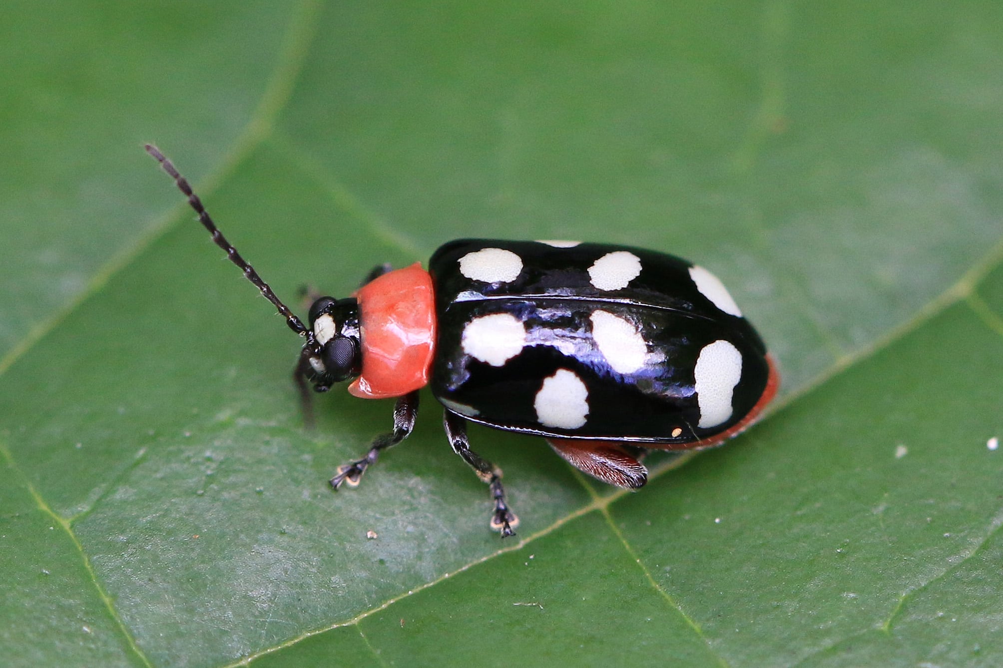 file:eight spotted flea beetle (omophoita cyanipennis octomaculata).jpg file:eight spotted flea beetle (omophoita cyanipennis octomaculata).jpg