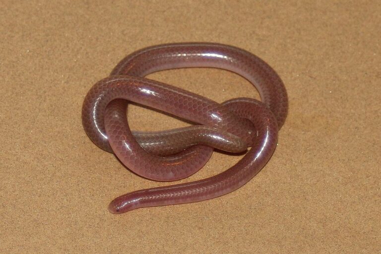 new mexico threadsnake