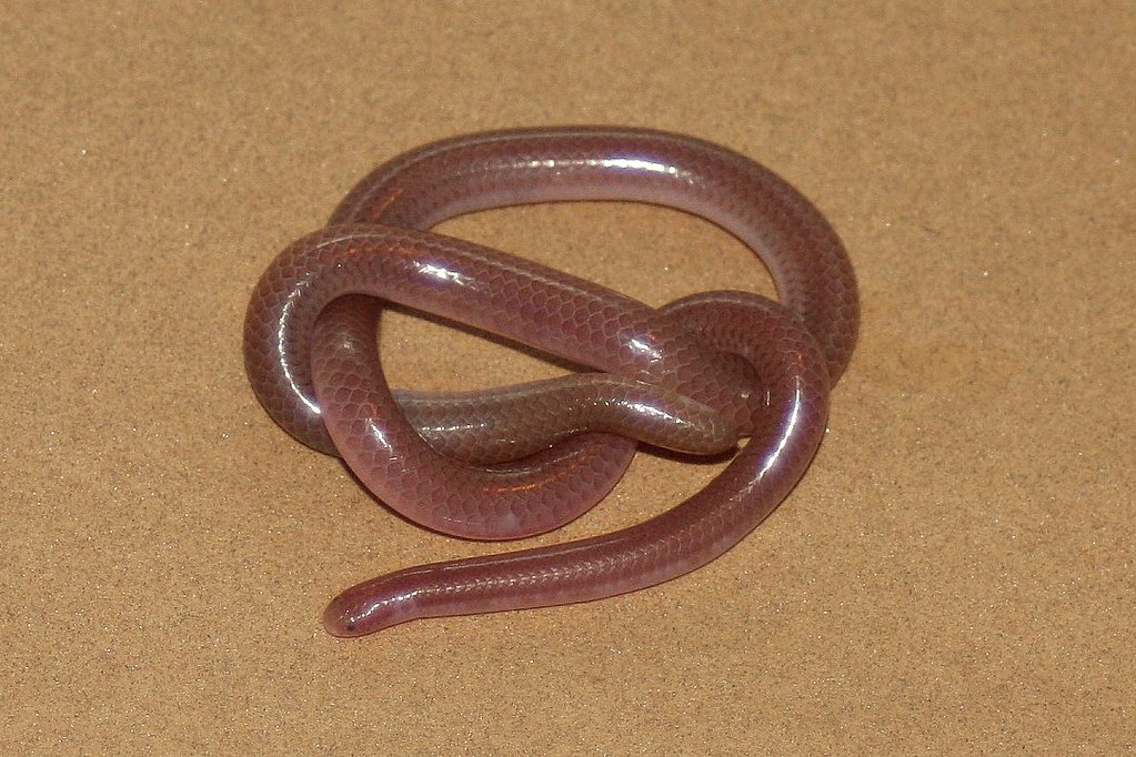 new mexico threadsnake