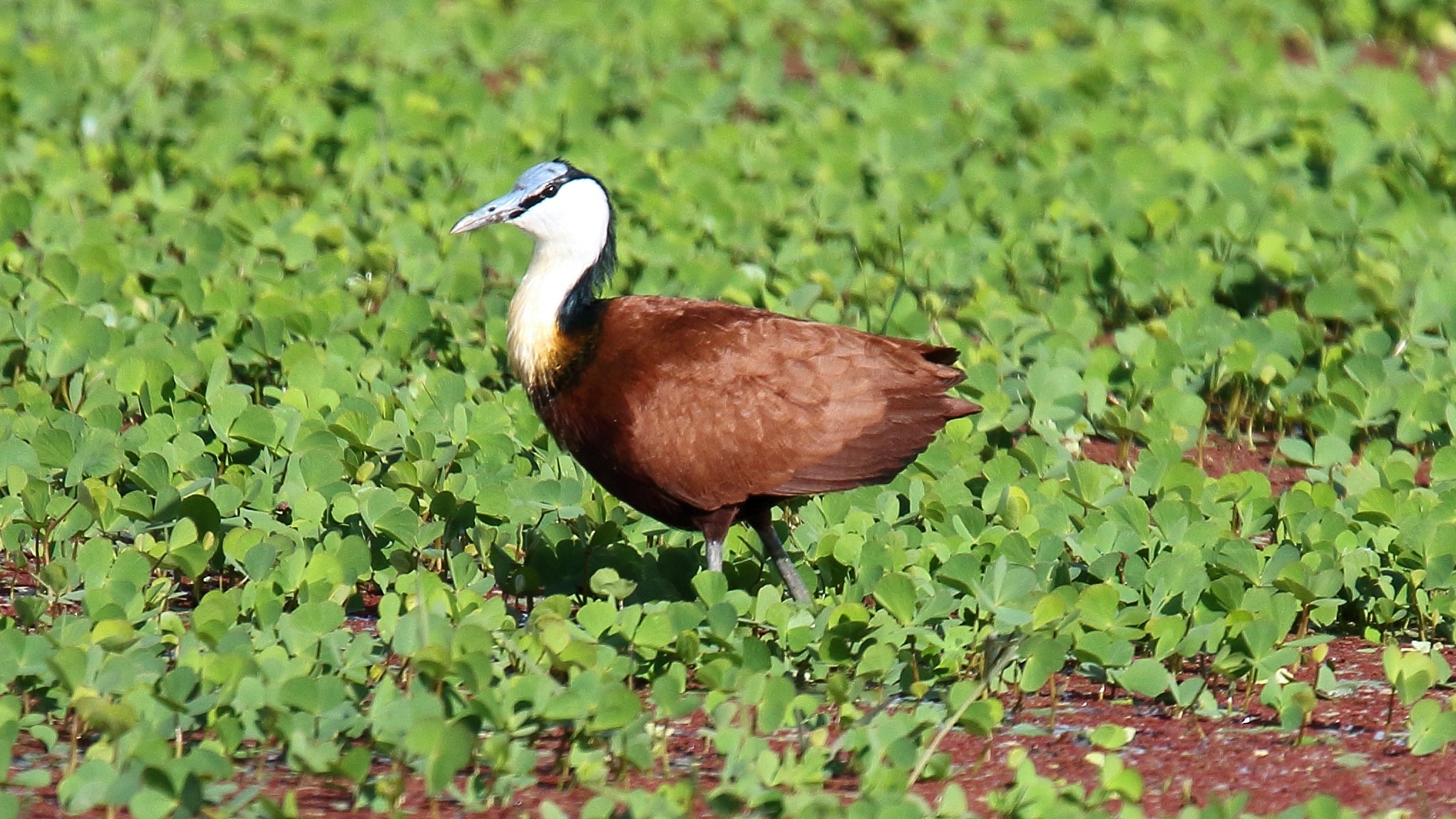 file:african jacana (actophilornis africanus) (31608524707).jpg