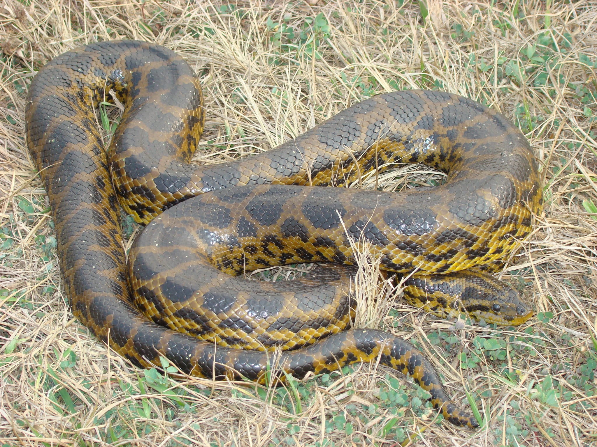 eunectes notaeus 54396531 eunectes notaeus 54396531