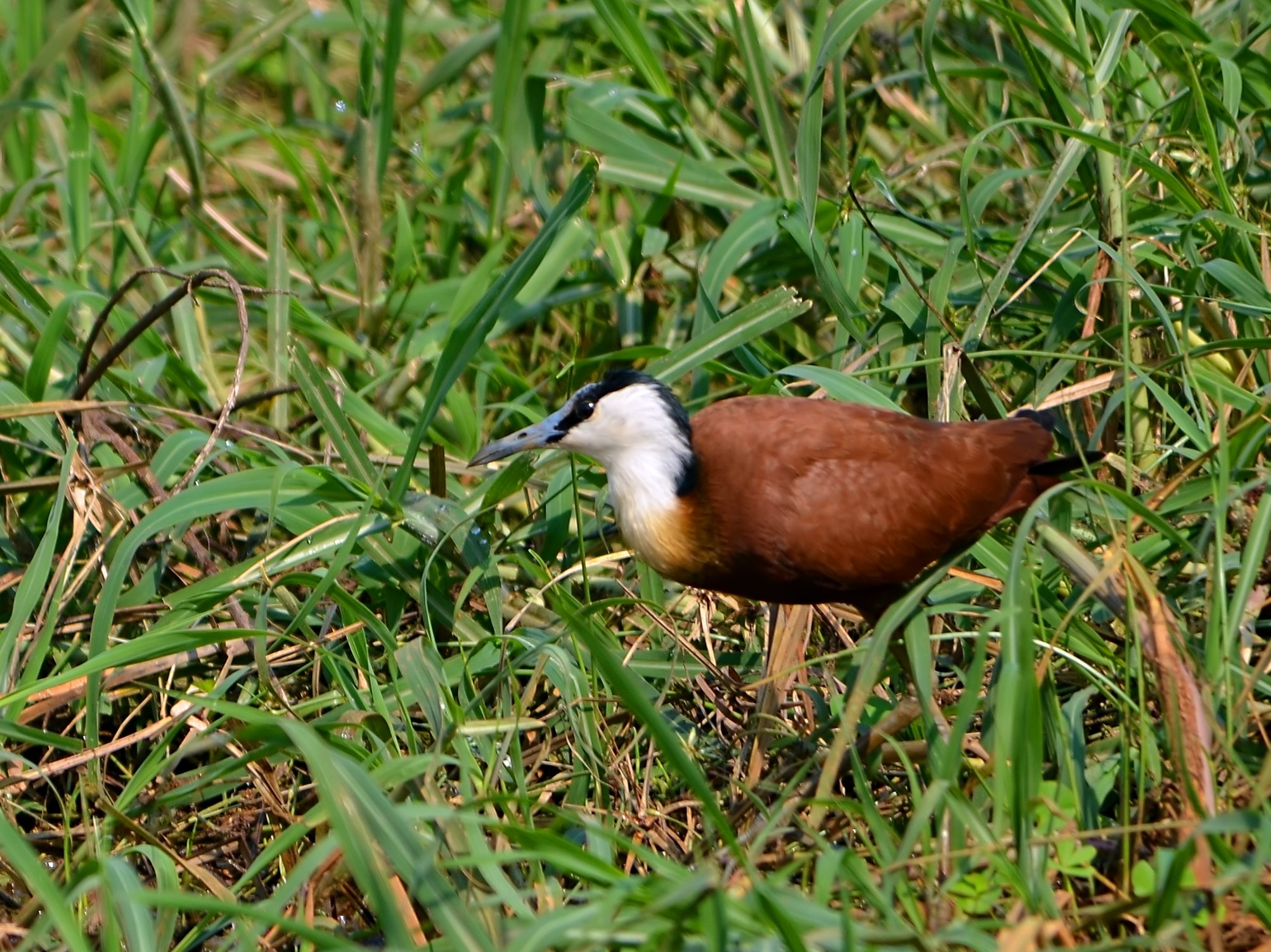 actophilornis africanus (south luangwa)