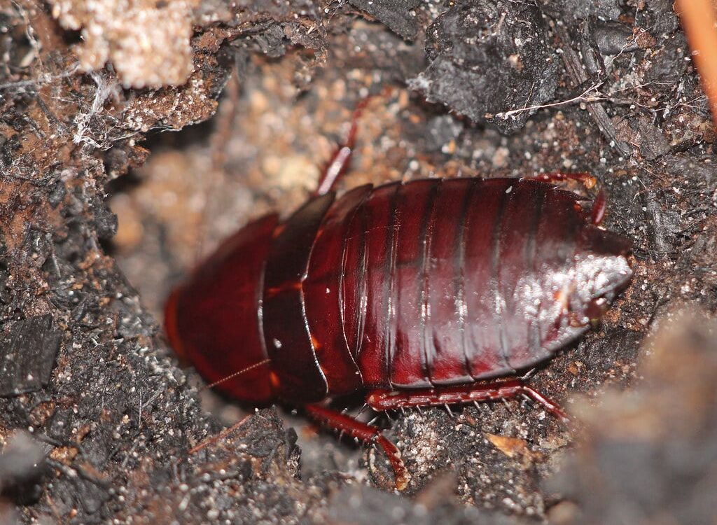 florida woods cockroach (eurycotis floridana) florida woods cockroach (eurycotis floridana)