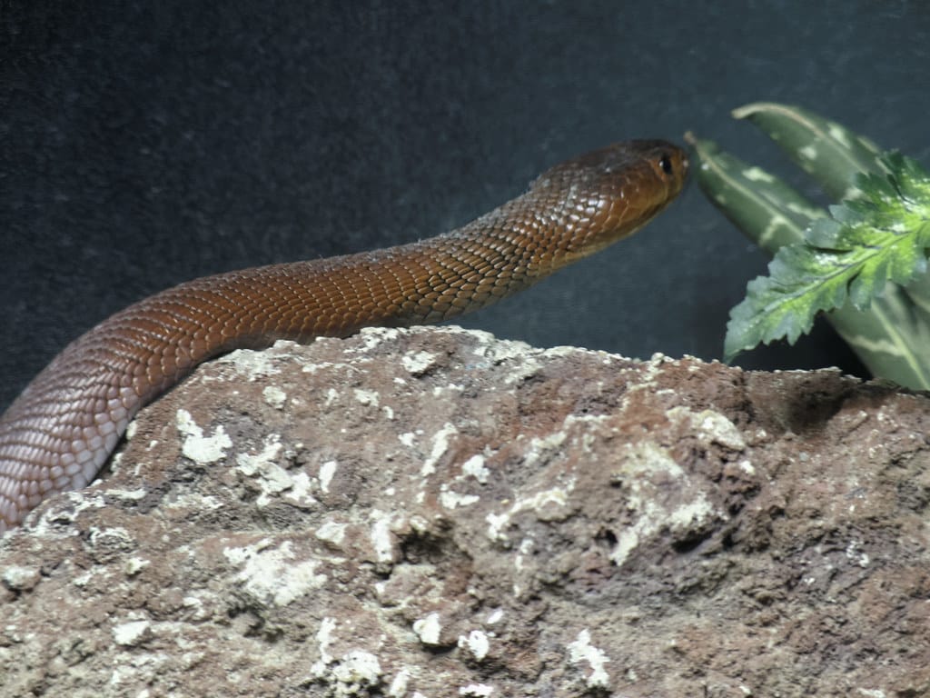 red spitting cobra red spitting cobra
