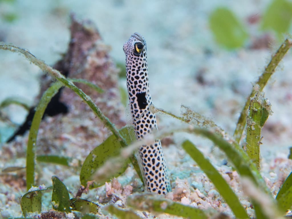 spotted garden eel (heteroconger hassi)