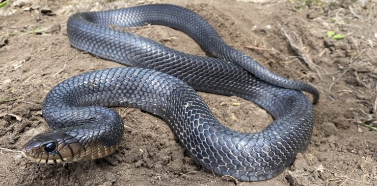 drymarchon melanurus erebennus 246632473 Texas Indigo Snake