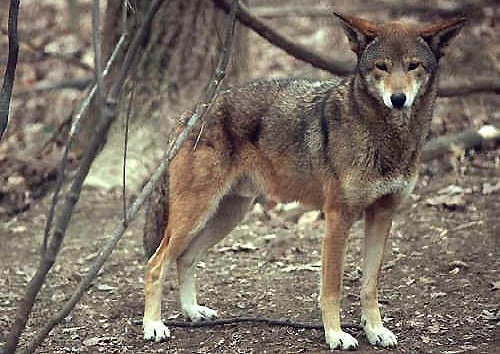 canis rufus