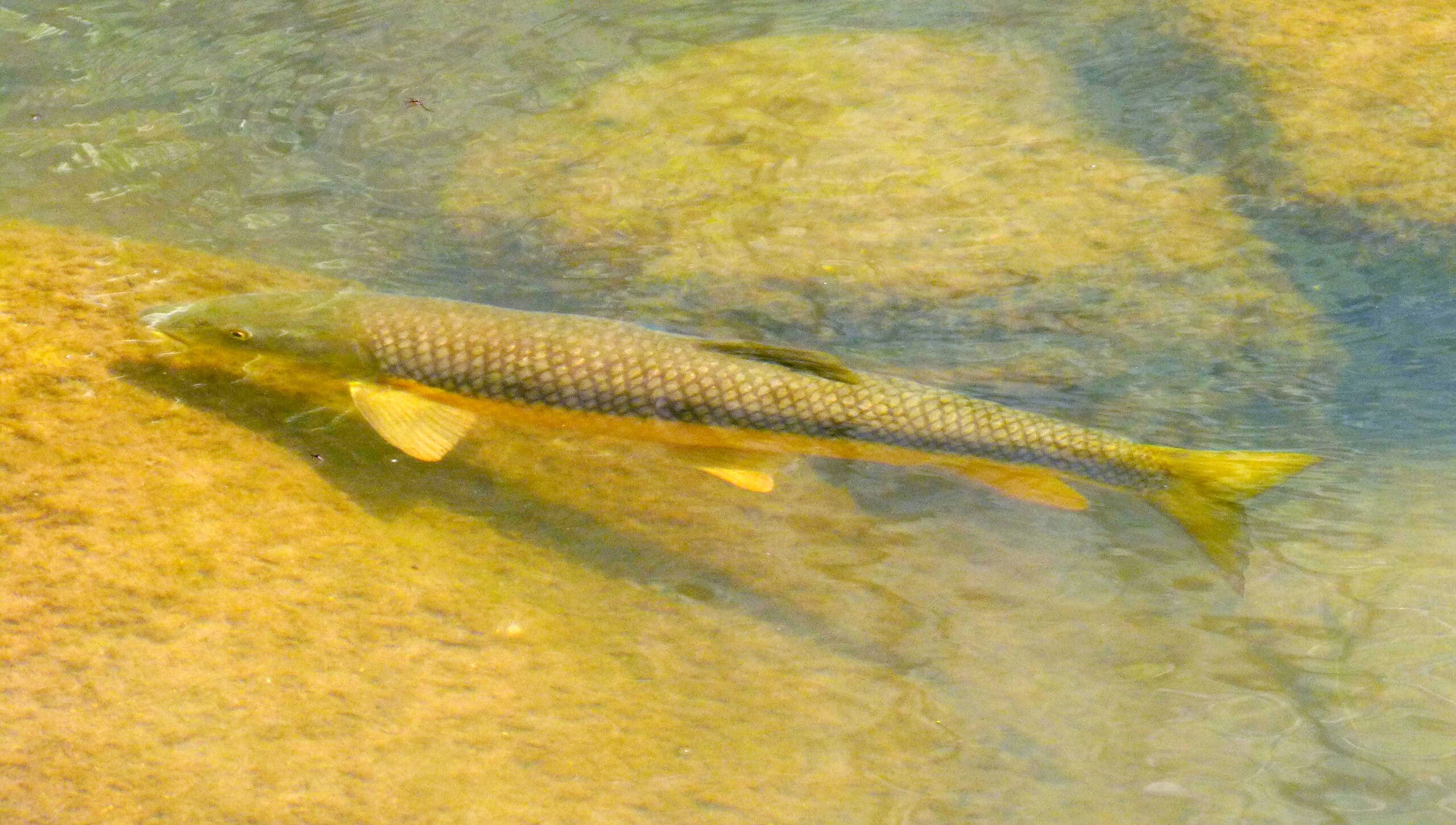 barbel. barbus barbus (32518550835)