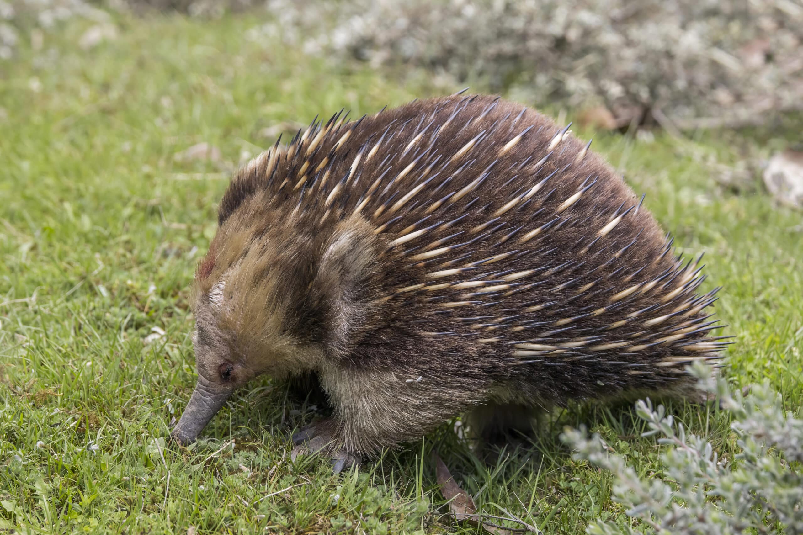 short beaked echidna (tachyglossus aculeatus setosus) scottsdale short beaked echidna (tachyglossus aculeatus setosus) scottsdale