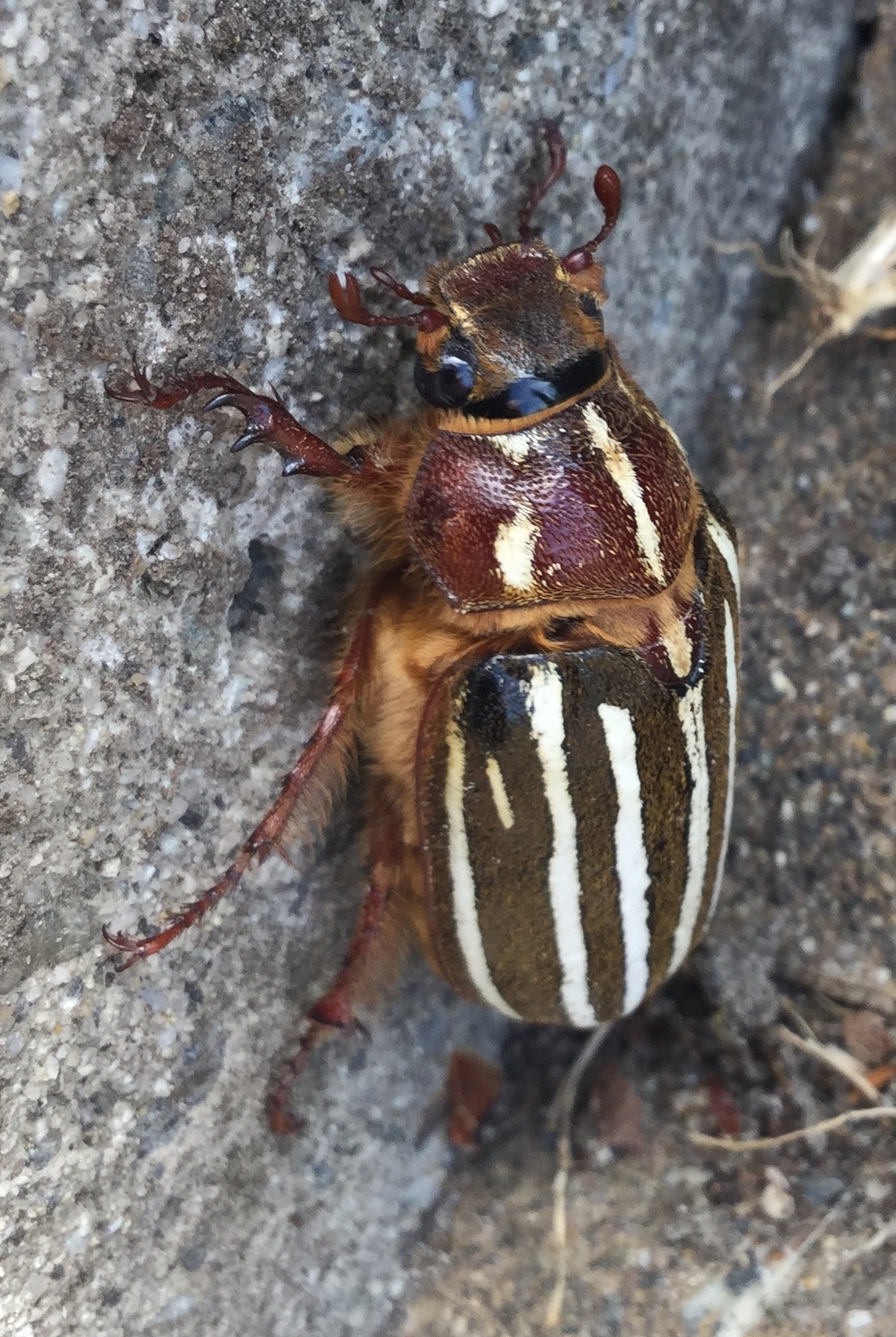 polyphylla decemlineata july 26 2017 polyphylla decemlineata july 26 2017