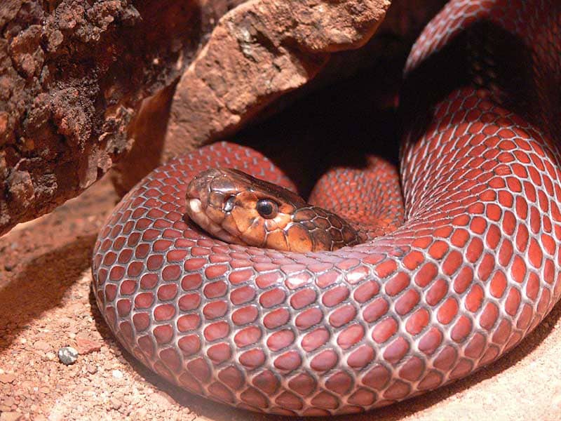 red spitting cobra red spitting cobra Red Spitting Cobra