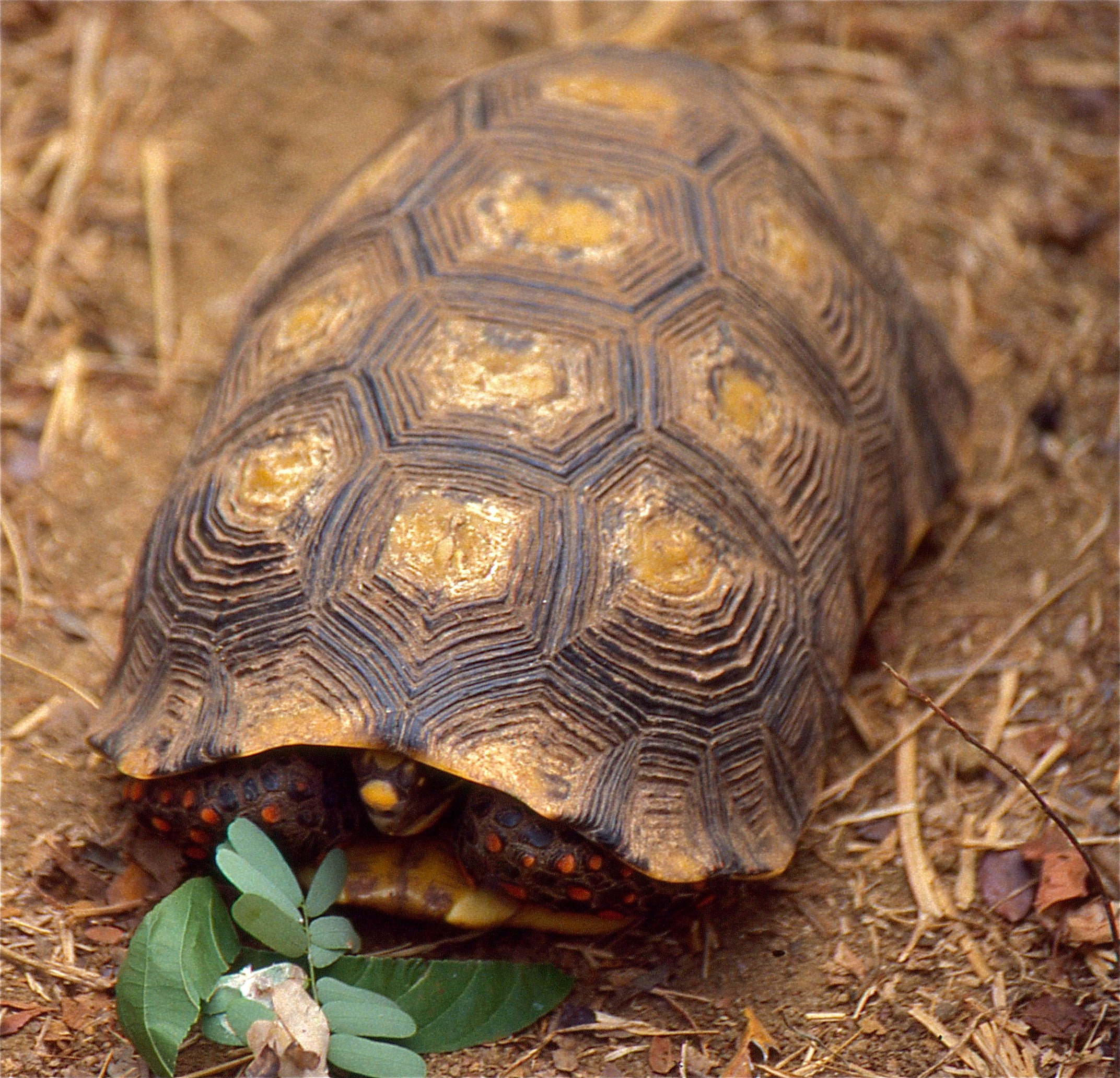 red footed tortoise (chelonoidis carbonarius) (34611375013)