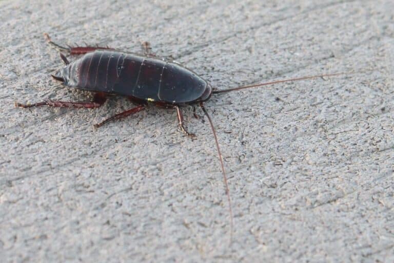 florida woods cockroach (eurycotis floridana) florida woods cockroach (eurycotis floridana)