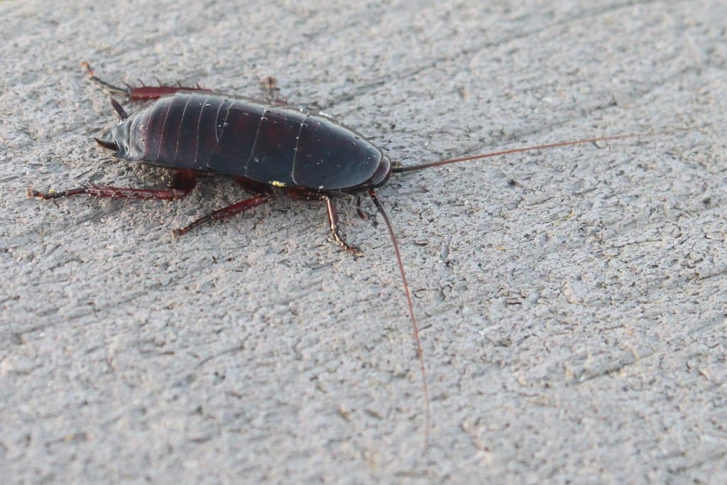florida woods cockroach (eurycotis floridana) florida woods cockroach (eurycotis floridana)