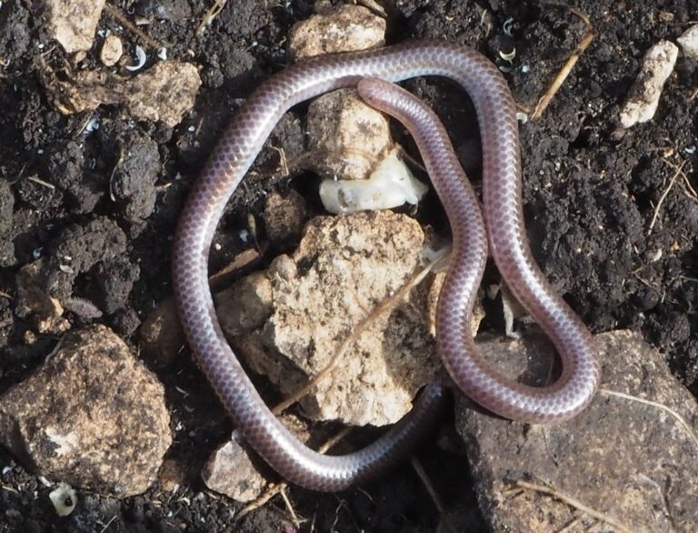 texas blind snake, rena dulcis